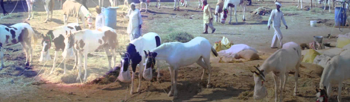 About-Sonepur-cattle-fair-bihar