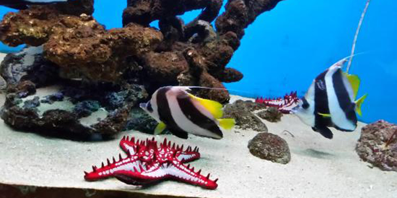 About Abyss Marine Aquarium Goa