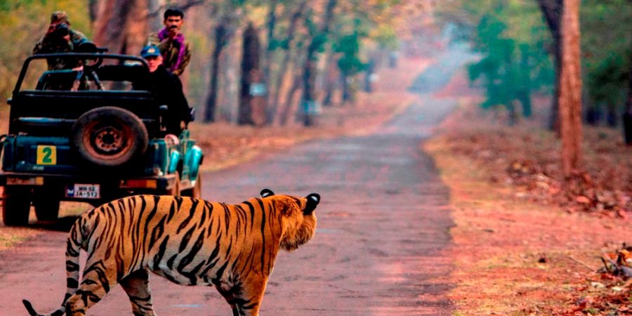 Jim Corbett Tiger Safari Tour from Delhi