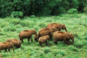Periyar Wildlife Sanctuary | Periyar National Park Kerala