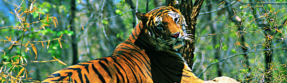 about-wildlife-of-kerala
