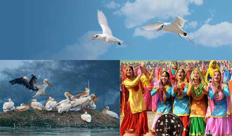 North India Birding & Culture Tour