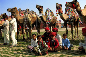About-Camel-Festival