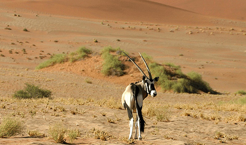 About Desert National Park