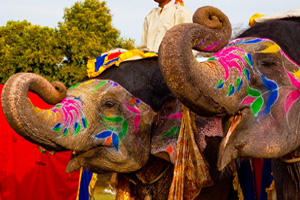 About-Elephant-Festival