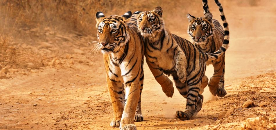 Ranthambhore Tour from Jaipur