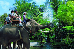 Elephant Safari Tours 